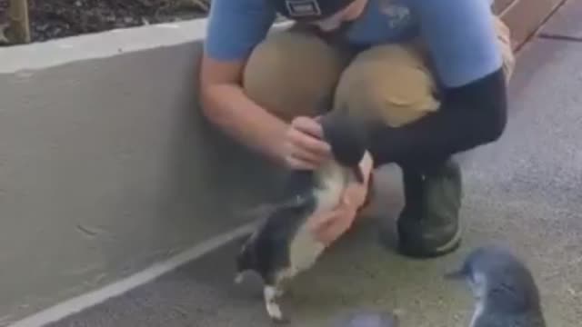 Needy penguin friend