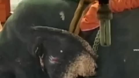 മാലയിട്ട്.. ഇരുമുടിക്കെട്ടേന്തി ശബരിമലയ്ക്ക് പോയ ആന..!