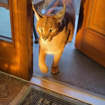 funny|prank|jokes|funny jokes|dad jokes|funny memes|funny video|fun|laughing|funny animal|knock