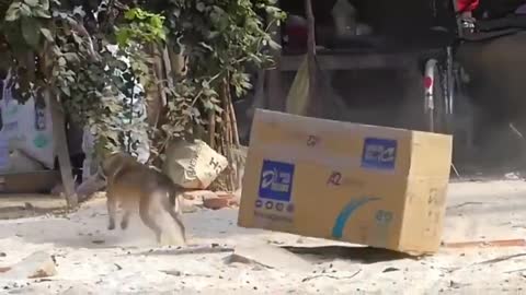 Troll Prank Dog Funny fake Lion and Fake Tiger Prank To dog Huge Box Prank to dog