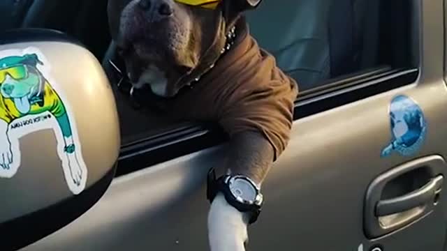 animals - 2