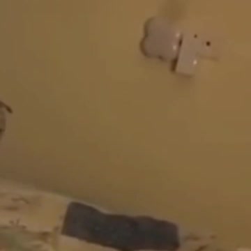 .Cute Cats😻😻😑😜😹#shorts #funnycats #animalsshorts