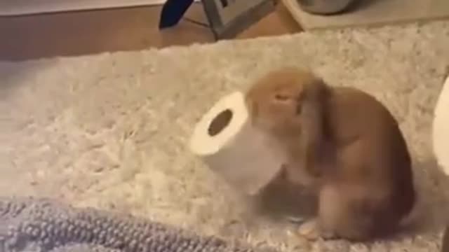 bunny 1010