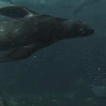 Swimming with seals 🦭 #PlanetEarth3