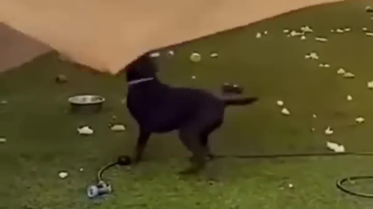 Funniest Viral Puppy Cat clips😹__ #shorts video #funny animals #cats