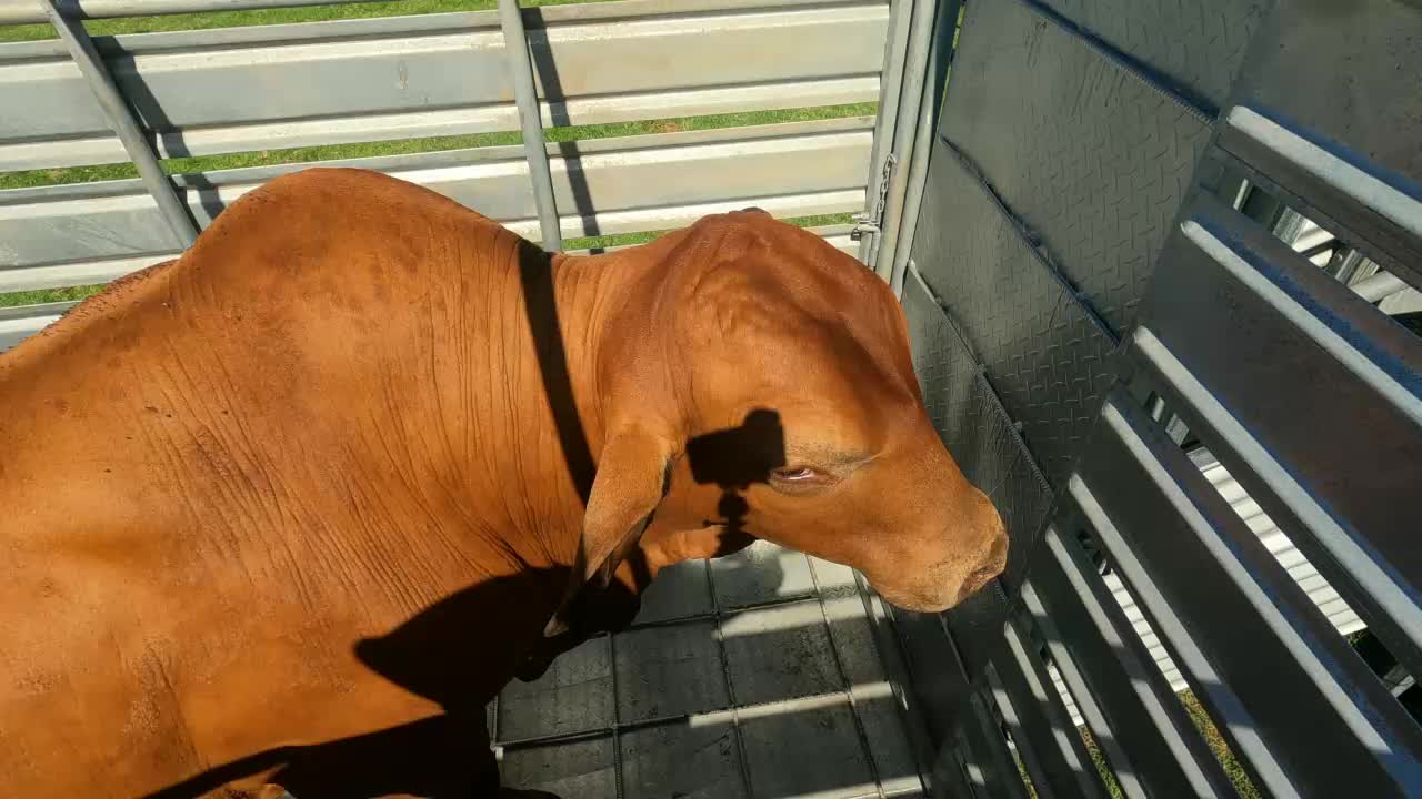 30 - Ro being loaded and off to his new home,11/12/2021
