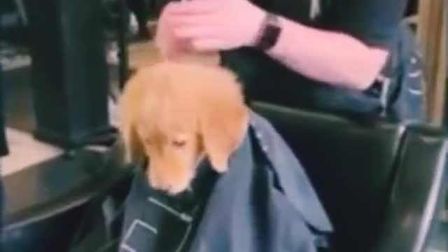 Golden Retriever Sooo cute dog animal lovely #short