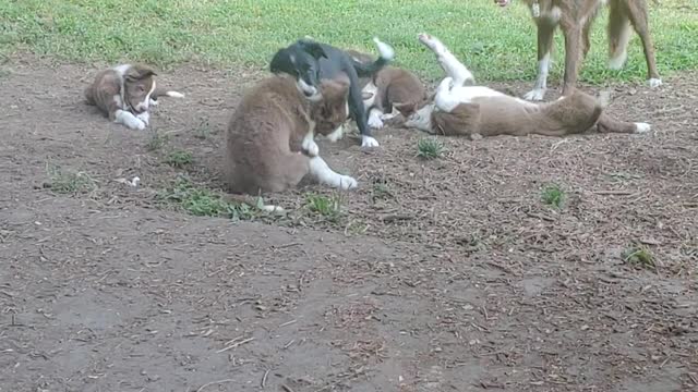 TERRA HUCK and their pups