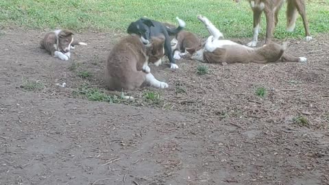 TERRA HUCK and their pups