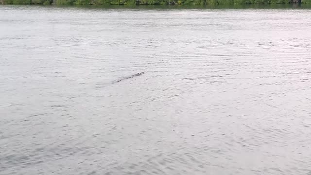 Florida Crocodile Swimming in the Ocean