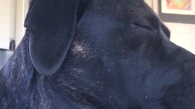 Black dog falling asleep while watching tv