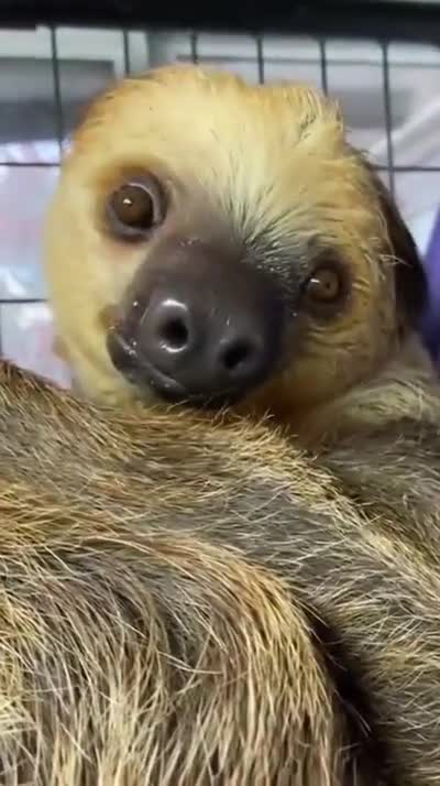 🐽 Do you know what all animals in the world have in common?