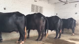 Very Nice Dairy Farm of Buffalo