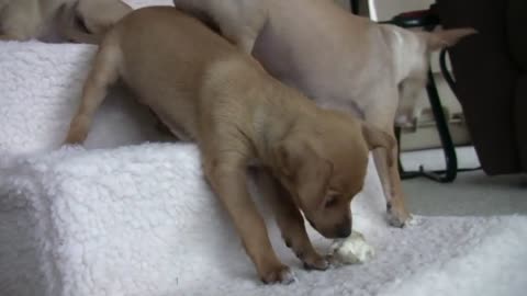 3 Chihuahua Puppies Discover the Joy of wrestling over 2 Bones