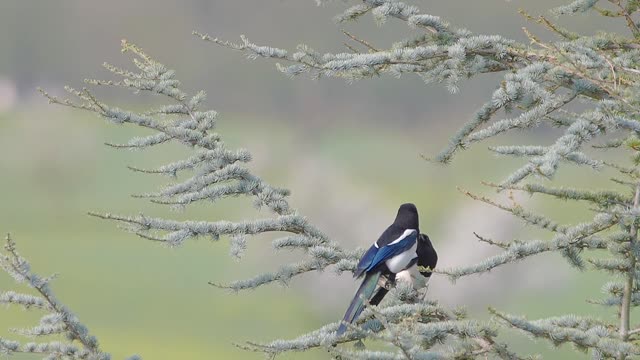 Love Birds in Slow Motion