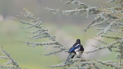 Love Birds in Slow Motion