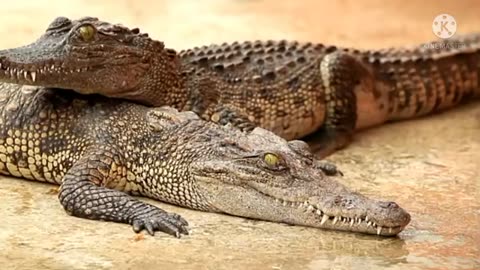 Crocodiles video-Best dangerous water animals _Cute Animals _Pet's world