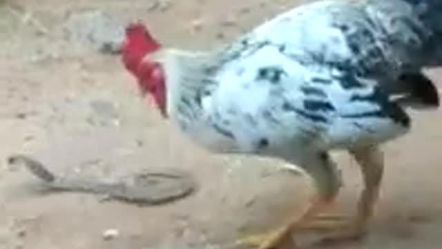 Rooster Eating Full live Snake