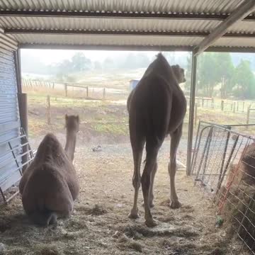 Couple Camels Quite Lunch Time In Barn
