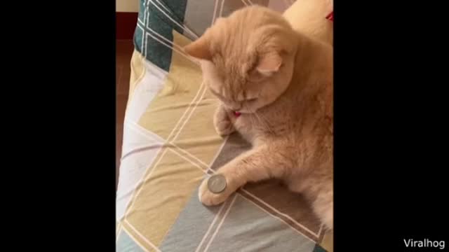 The cat imitates his master