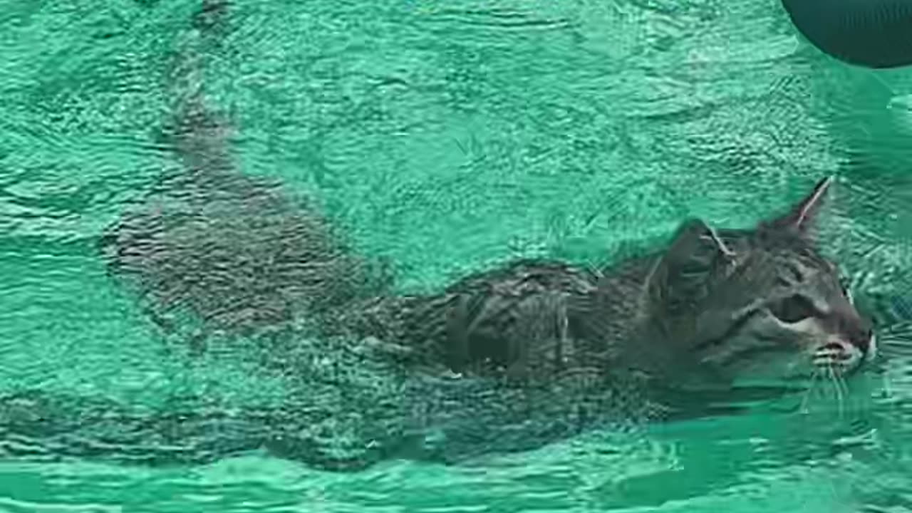 Cat Has Poolside Hammock