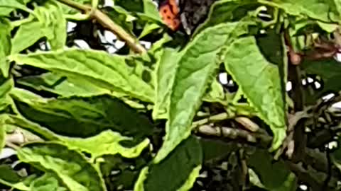 Butterfly in garden