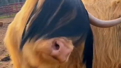 See how brave this cow is! This hair style!