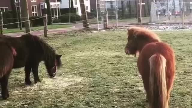 Miniature Horse Tygo wants to Poeh and then Blacky the Mule comes along😆