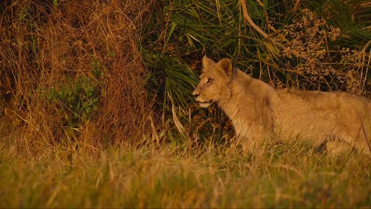 Lion loses her baby