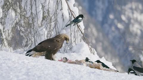 Large golden eagle eating on a dead fox in mountains at winter