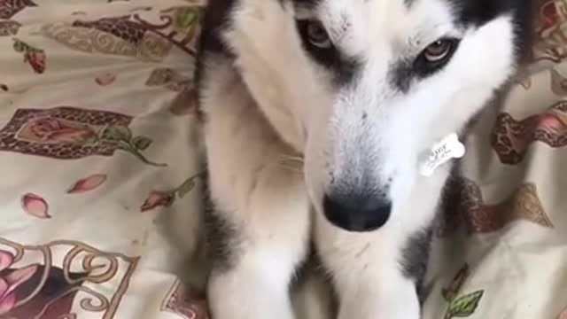 Husky freaks out | Husky protests | Husky talking