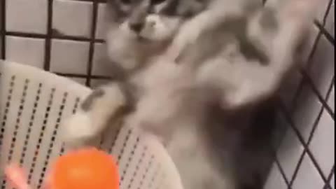 Baby Cat, Funny videos ever, Funniest Animals