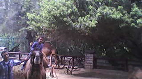 My son riding a camel