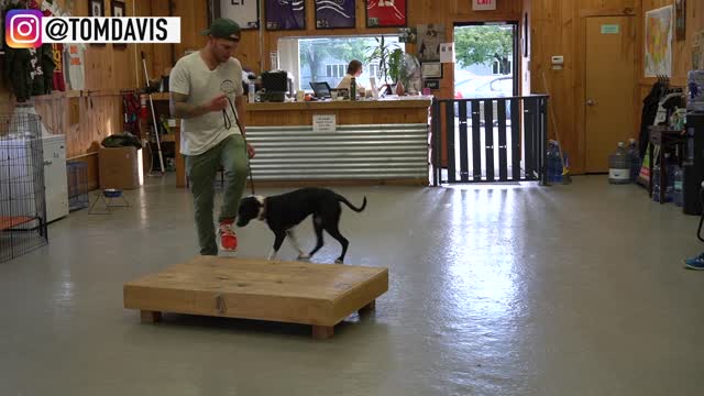 How to Train ANY DOG the basics and advanced Dog Training