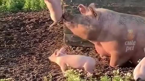 Try not to laugh 🤣
