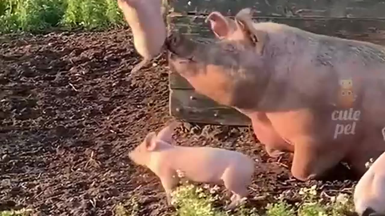 Try not to laugh 🤣