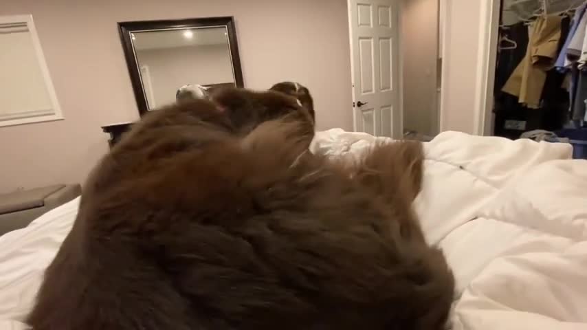 Best videos for dogs