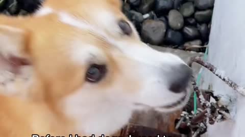 Does your dog also make this sound? 🤣