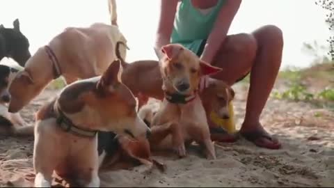 Cute animals video