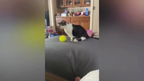 Funny & Cute Cat Compilation 2024 Part 1
