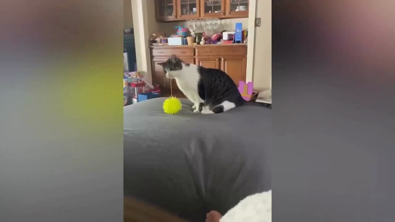 Funny & Cute Cat Compilation 2024 Part 1