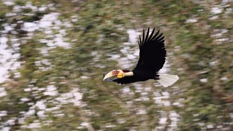 The corolla ruffled hornbill