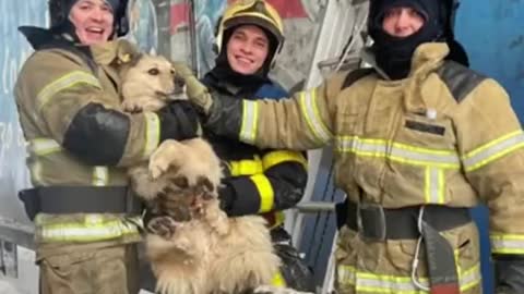 Rescuing a Dog in Tight Spot Underneath Bridge