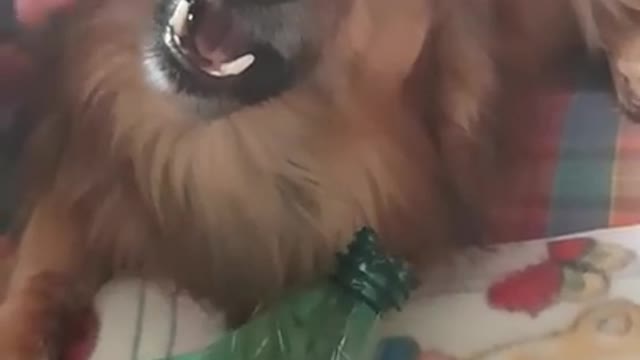 funny angry dogs