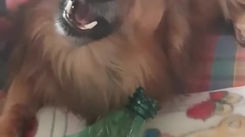 funny angry dogs