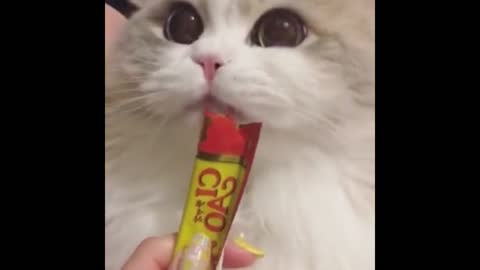 cute cat eating cat strips