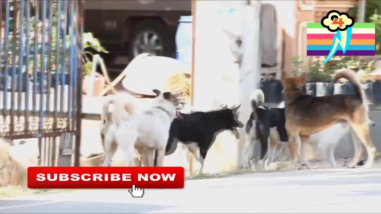 Group of Male Dogs Fighting for a Female Dog