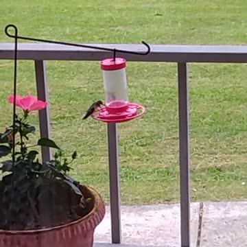 Hummingbirds aplenty