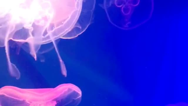 jellyfishs ohhh