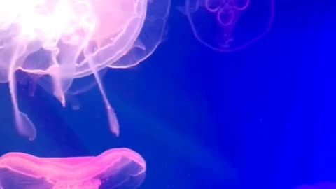 jellyfishs ohhh